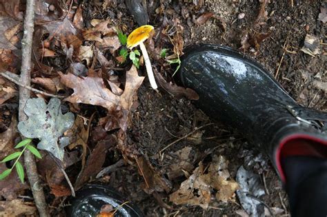 In this post, we review wild mushrooms and how they can be dangerous to dogs and share a list of mushrooms poisonous to dogs. How to Get Rid of Mushrooms in the Lawn