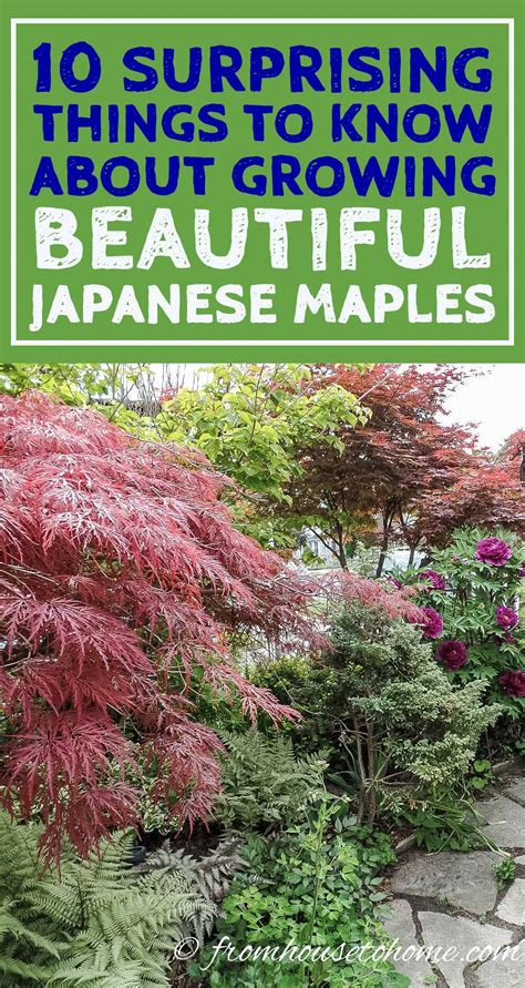 If you attend to these simple my 6 year old japanese maple tree was looking beautiful as the leaves were coming out. 10 Surprising Things About Growing Beautiful Japanese ...
