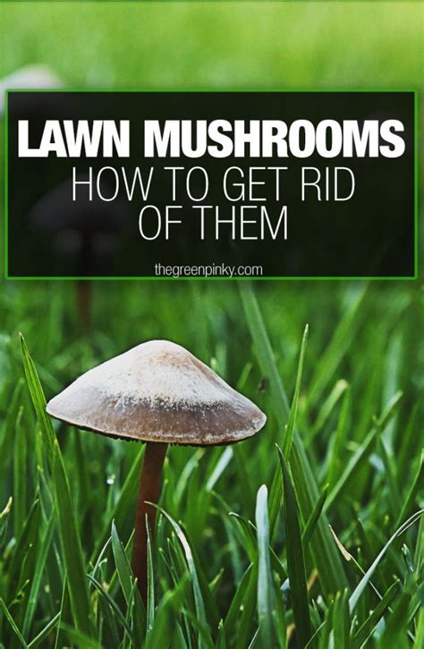 How To Get Rid Of Mushrooms In The Garden Fasci Garden