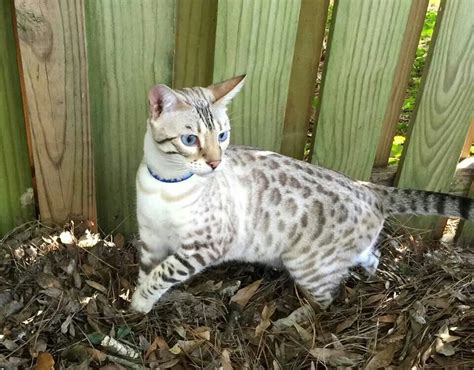 See niall and other adoptable cats at purebredcatrescue.org. Snow Bengal mixed with Lynx Point Siamese= Gorgeous ...