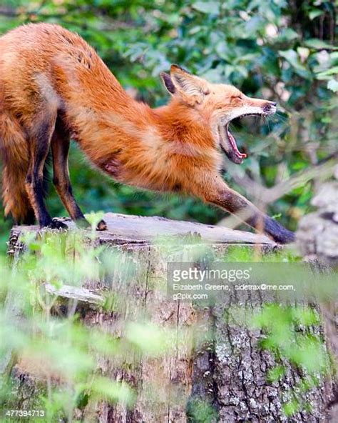 Red Fox Texas Photos And Premium High Res Pictures Getty Images