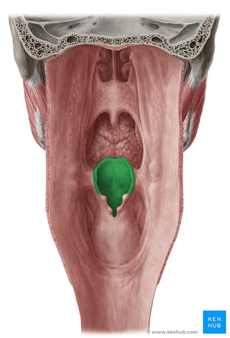 Epiglotis Estructura Función Epiglotitis Kenhub