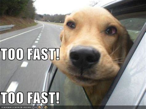 Too Fast Too Fast Cheezburger Funny Memes Funny Pictures
