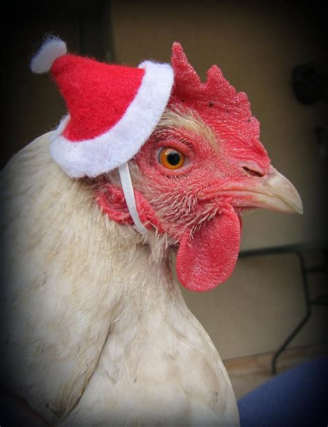 Christmas Chicken Contest Ends 12 25 12