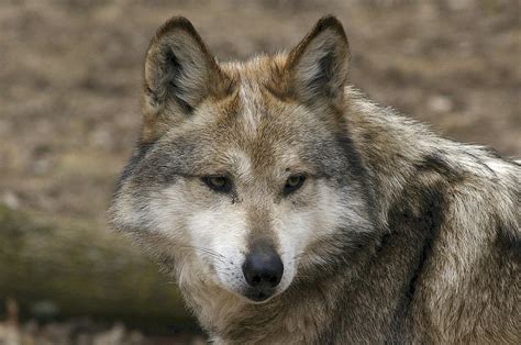 How The Us And Mexico Have Teamed Up On Mexican Gray Wolf Recovery