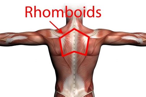 What Are The Best Exercises For The Rhomboids Gym Geek Rhomboid