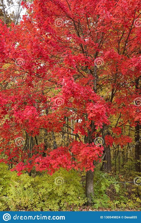 Red Maple Trees In Autumn Colors Stock Photo Image Of Vivid Nature
