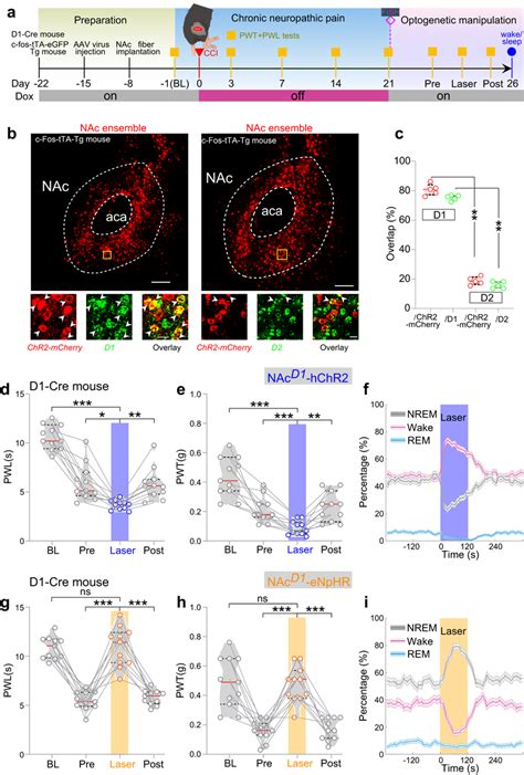 D Neurons Form The Nac Ensemble A Similar To Fig A But With