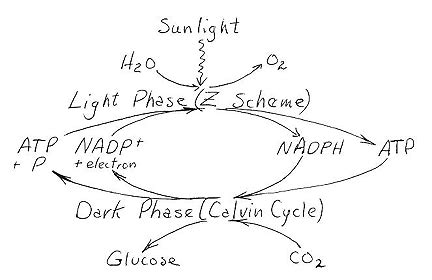 *products of light dependent reactions: Photosynthesis