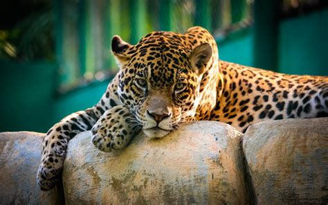 Amazing Jaguar Wild Cat Wallpaper Animals Wallpaper Better