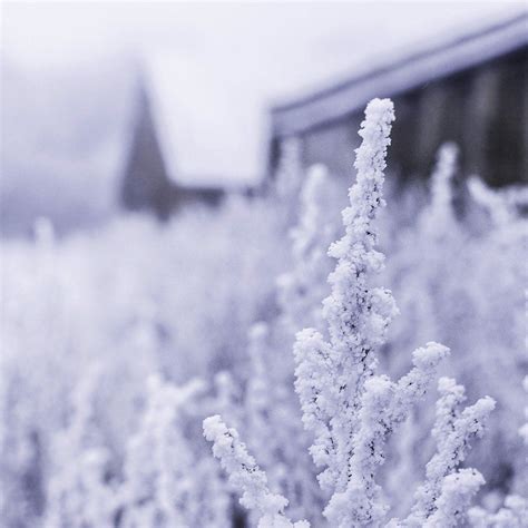 Snow White Winter Flower Blue Ipad Wallpapers Free Download