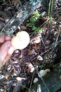 Florida Mushroom Hunt Swamp Hunting Youtube