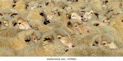 Mob Merino Sheep Stock Photo 1578421 Shutterstock