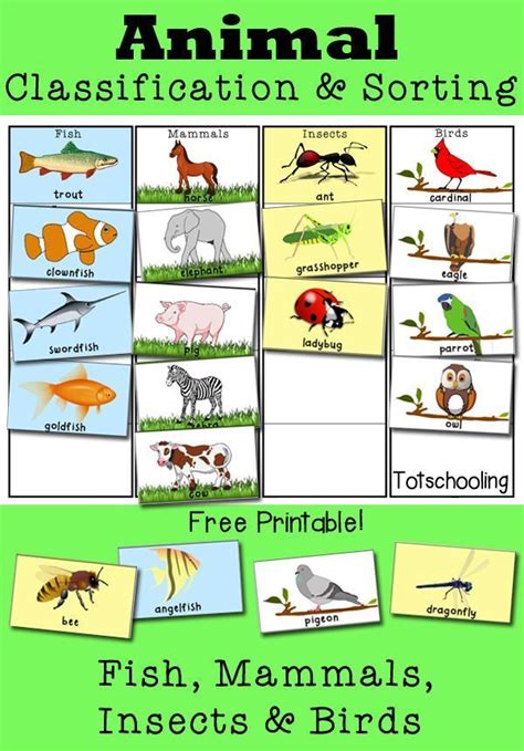 Animal Classification And Sorting Activity Animal Classification