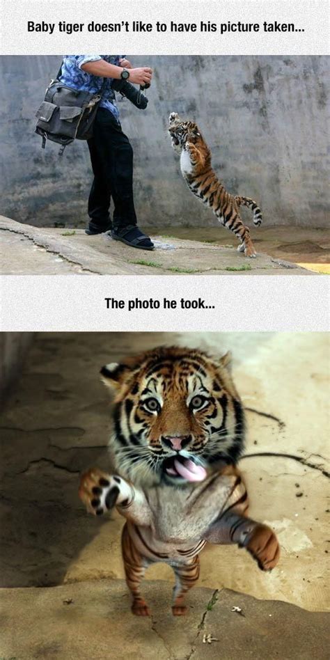 Fierce Baby Tiger Takes A Photo Cute Animals Funny Animal Pictures