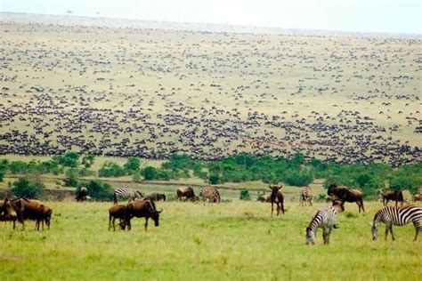 5 Days Masai Mara Wildebeest Migration Safari Packages 2021