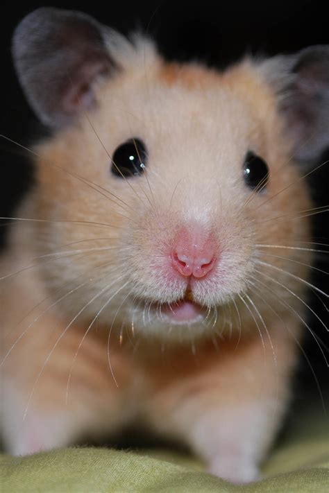 Cute Hamster Wallpaper Wallpapersafari