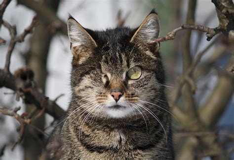 Adopting Feral Cats Tips To Integrate Wild Cats Into Your Home