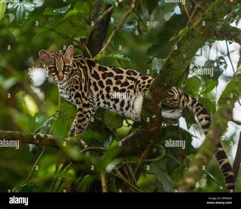 A Wild Margay Cat Leopardus Wiedii In A Tree Near Arenal Costa Rica