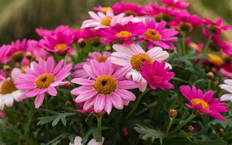 Flower Plants Margaret Daisy Africa Daisies Spring Flowers