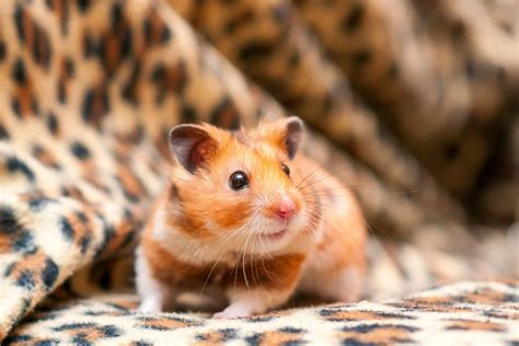 Hamster Behaviour How To Tame Your Pet Hamster Burgess Pet Care