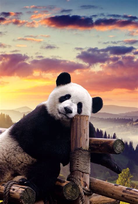 Pin By Irma N On Osos Baby Panda Bears Cute Panda Wallpaper Panda Bear