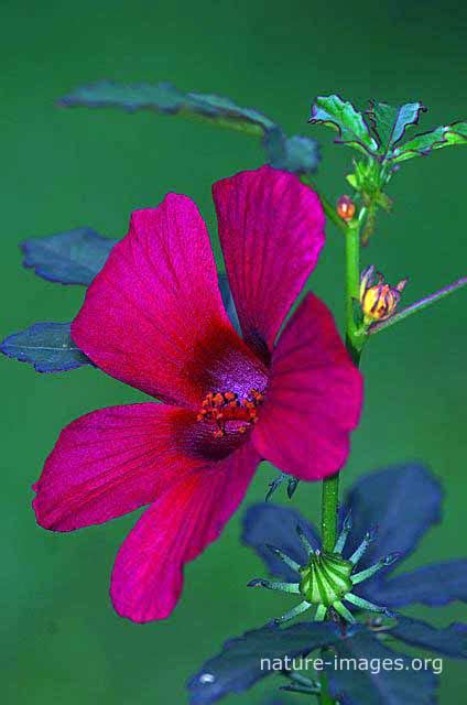 Hibiscus Flower Dark Red Nature