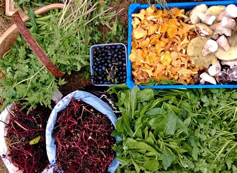 Autumn Fungi And Wild Food Foraging Walk Dumfries Galloway Wild Foods