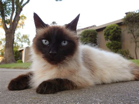 Siamese Long Hair Pet Cat Long Haired Blue Eyed Siamese