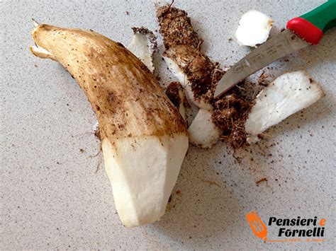 Raschiate accuratamente la terra con un coltellino di piccole dimensioni a lama liscia e poi passatelo con un panno di cotone umido per eliminare tutti gli eventuali residui rimasti. Come pulire i funghi porcini di Pensieri e Fornelli