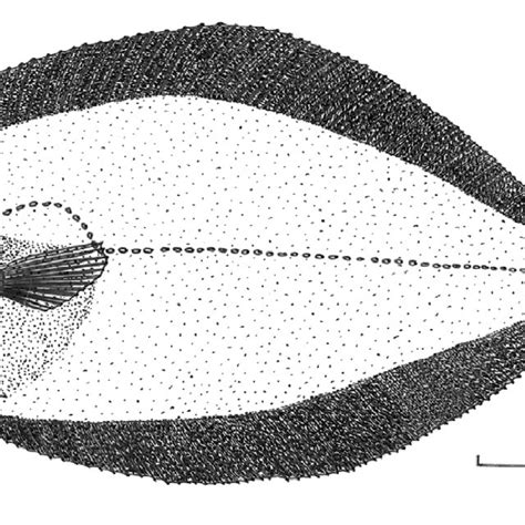 Dorsal Fin Filaments And Anterior Dorsal Fin Coloration Of Species Of