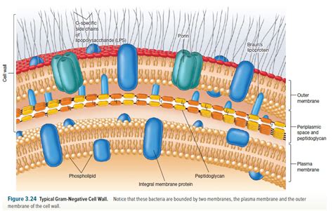 Cell Organization Cell Wall Of Bacteria Structure Functions Gram