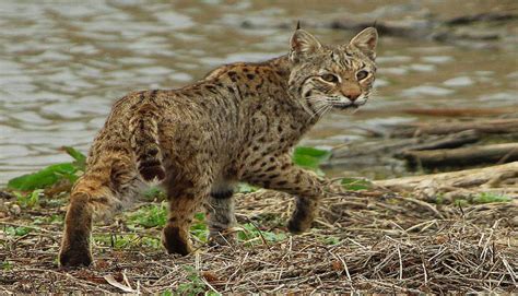 But with a bit of patience and knowing where to go you can spot some of them in your travels in south america. Wild Cats of the Texas Hill Country