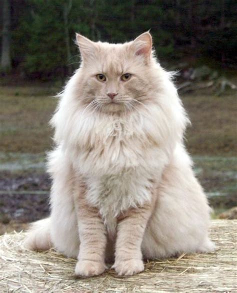 Derjas Amadeus Pedigree Borealis Norwegian Forest Cats Pretty Cats