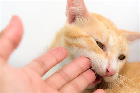 Cat Biting A Hand Royalty Free Stock Photography Image 34418397