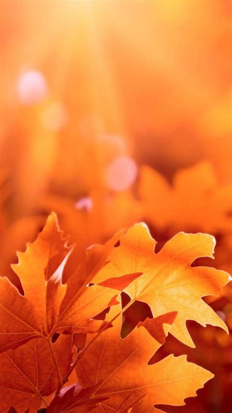 Free Download Autumn Leaves Picture For Iphone 6 Wallpaper Hd