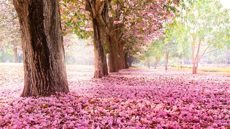 Trees Road Many Pink Flowers On The Ground Wallpaper 2560x1440 Qhd