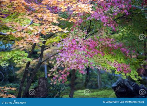 Lush Foliage Of Japanese Maple Tree During Autumn In A Garden In Kyoto