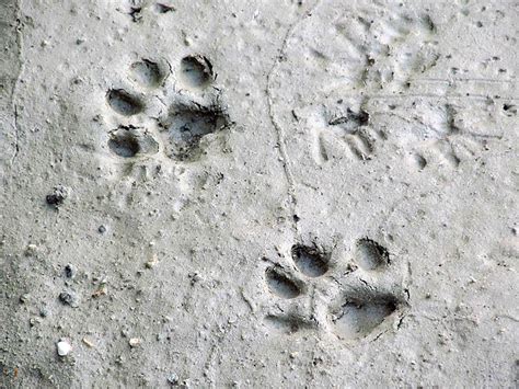 Bobcat Footprints Video Search Engine At