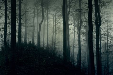 Mysterious Light Foggy Forest Wallpapers Wallpaper Cave