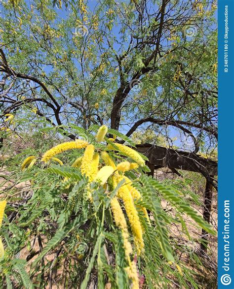 Mesquite Tree Yellow Fluffy Blooming Flower Blossoms Spring Plant