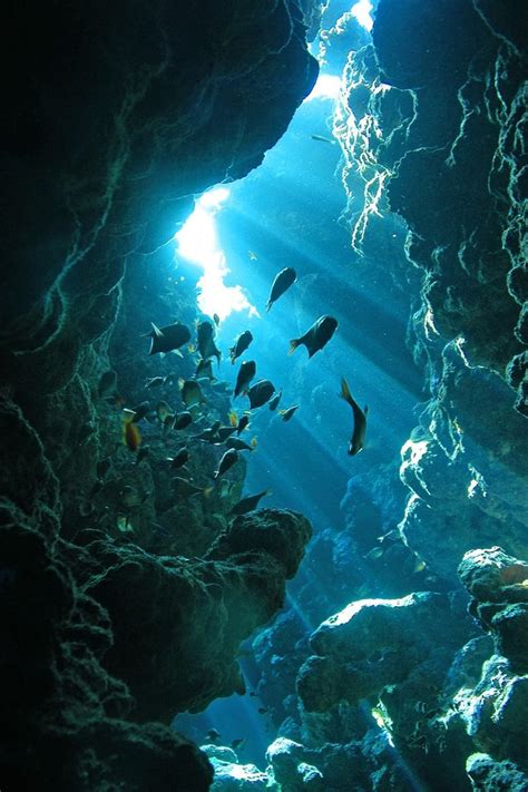 Cave Joost Van Uffelen Ocean Life Underwater World Ocean