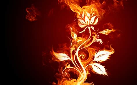 Download Wallpaper For 480x854 Resolution Flames Rose Hd Wallpaper