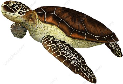 Green Sea Turtle Stock Image C0037730 Science Photo Library