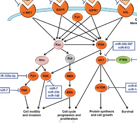 overview of the main signaling pathways controlled by tumor suppressor download scientific