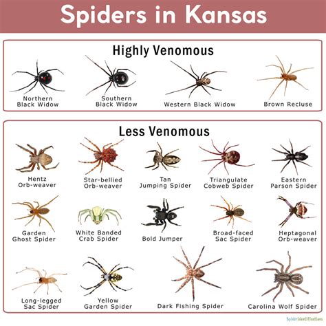 Common Spiders In Indiana Chart