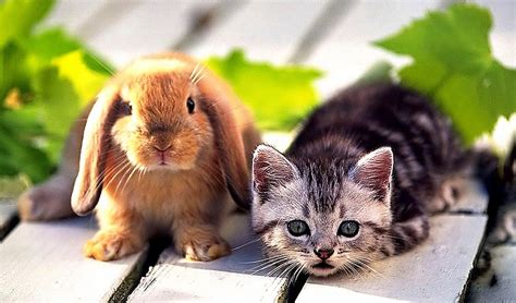 Cute Puppy With Rabbit Animals Wallpaper Wallpapers Gallery
