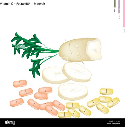Healthcare Concept Illustration Of Daikon With Vitamin C Folate Or B
