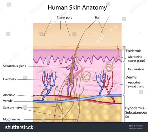 Human skin cutaway diagram, with several details. Human Skin Anatomy Detailed Accurate Labeled Stock ...