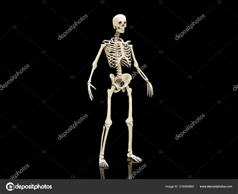 Esqueleto Humano Huesos Anatomía Estructura Del Cuerpo Humano Aislado